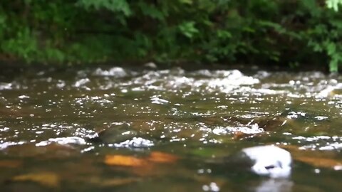 RELAXE NA BEIRA DO RIACHO. SONS DA NATUREZA. RELAX AT THE CREEK'S SIDE. SOUNDS OF NATURE.