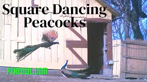 Square Dancing Peacocks, Peacock Minute, peafowl.com