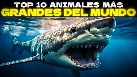 Los 10 Animales más Grandes del Mundo