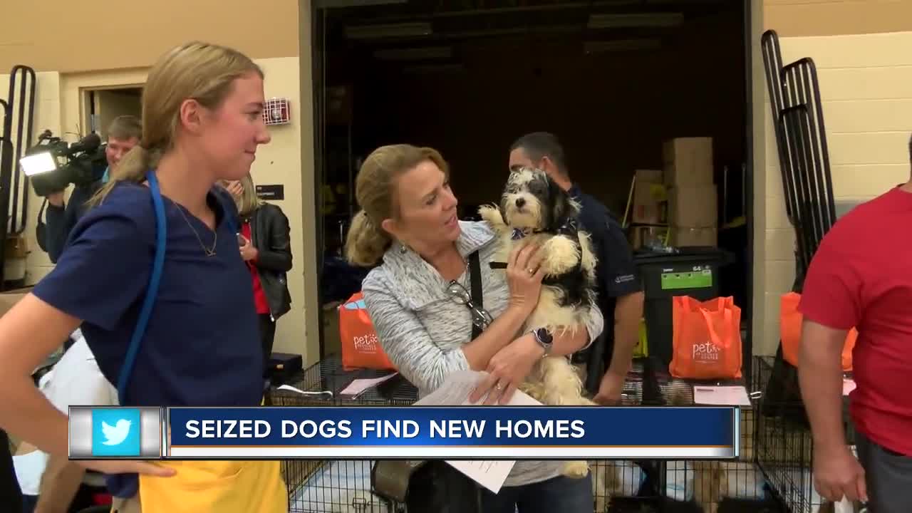 Seized dogs find new homes in Hillsborough County