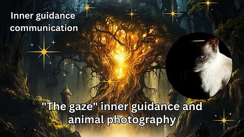 "The gaze" Inner guidance and animal photography | High vibration art and words