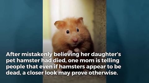 Mom Shares Story About Daughter's 'Dead' Hamster, Now People are Second-Guessing Their Own Pets' Burials