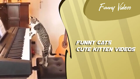 Funny Videos | Cute Kitten Videos 😻 Funny Cats #2