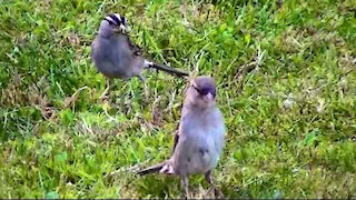 IECV NV #105 - 👀 Hummingbird, White Crown Sparrow And House Sparrows, Starlings 6-21-2015