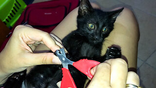 Sleepy Kitten Allows Owner To Clip His Nails