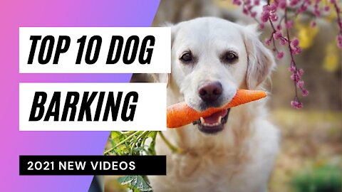 DOGS BARKING to Make your Dog Bark |