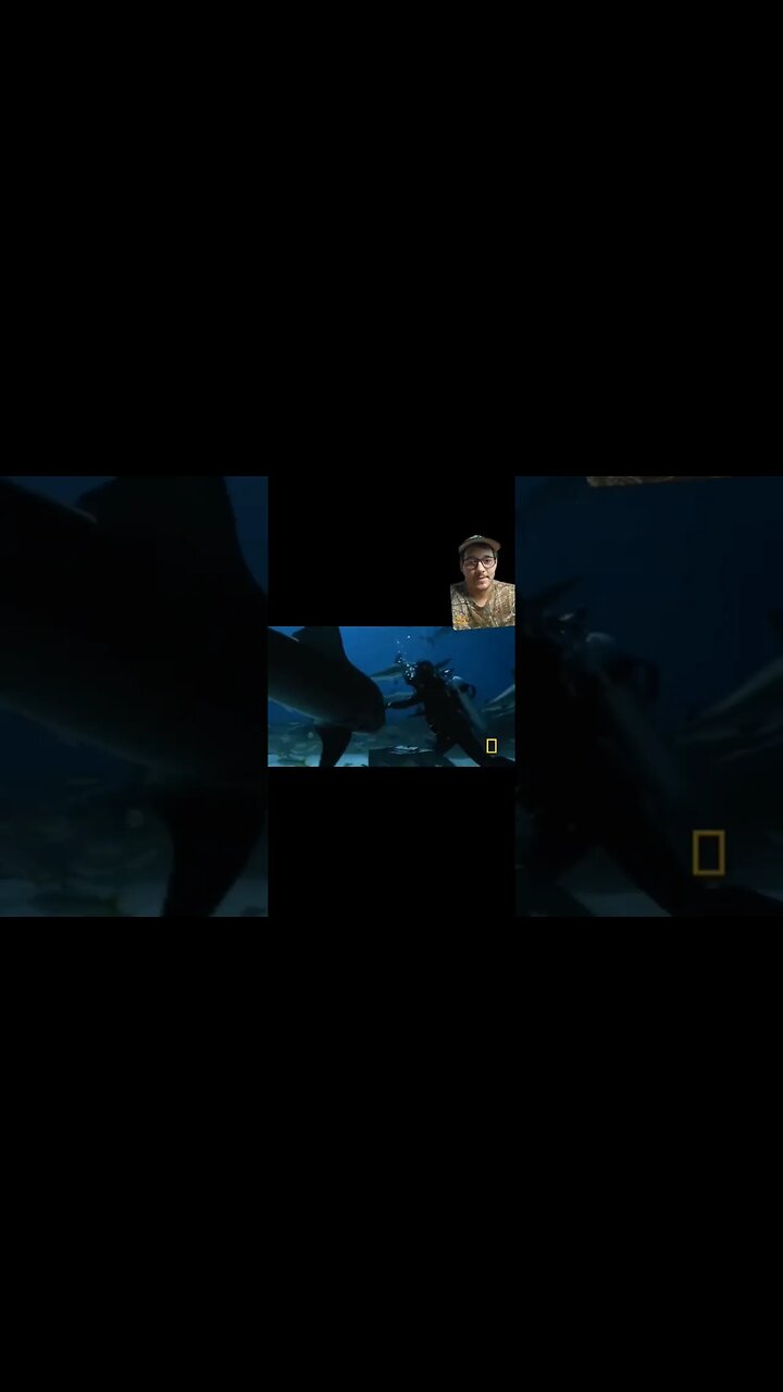 Shark Rumble Tiger Shark attacks Egyptian tourist