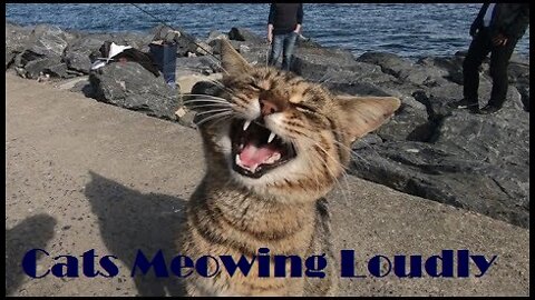 Cats Meowing Loudly