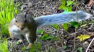 IECV NV #68 - 👀 Grey Squirrel 🐿️, And The Hummingbird 🐤In The Weeping Willow Tree 9-6-2014