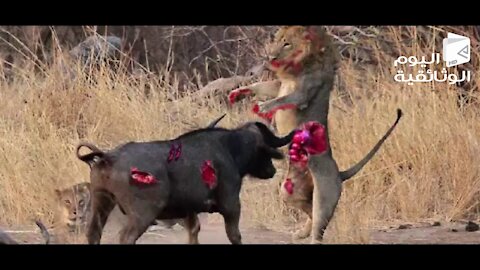 A fierce fight to the death between a lion and a buffalo is worth watching