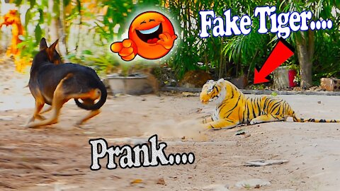 fake tiger prank dog funny | prank dog sound | prank dog video 2021