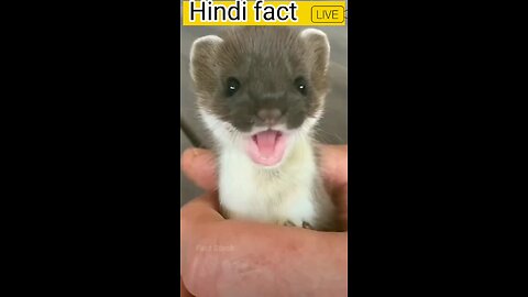 amazing facts । interesting facts। random facts in hindi #facts #shorts #viralvideo #reels #viral