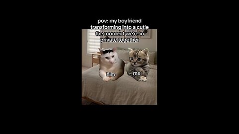 funny cat relationship 💏