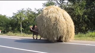 Vietnam, Quy Nhơn, Ghềnh Ráng - coastal road - 2014-01