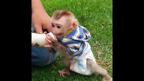 Look So Scare Cute Girl Milk first Time Playing On green grass