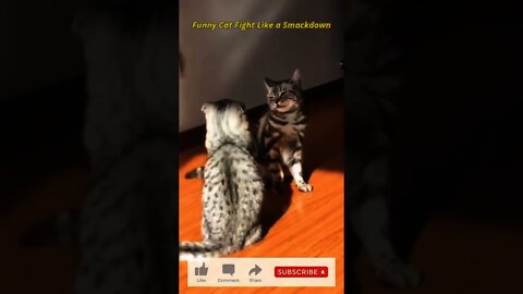 Funny Cat Fight Like a Smackdown