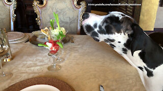 Polite Great Dane Inspects Watermelon Feta Salad Martini Dinner Glasses