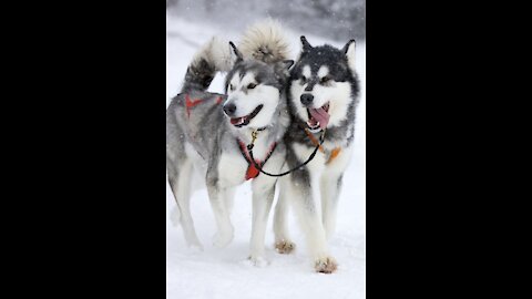 Husky dogs likes to train