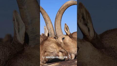 Double Team Aoudad Sheep Hunt #shorts #hunting #rifle