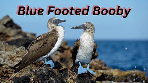 "Blue-Footed Booby: Nature's Most Dazzling Dancer"