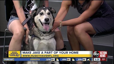 Rescues in Action April 13 | Take home Jake