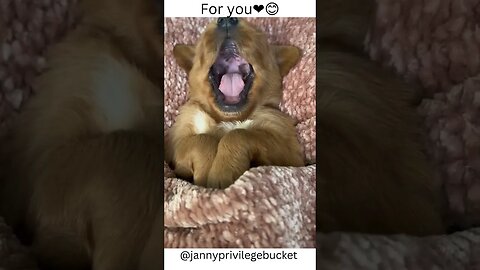 cute animals shorts😍😋 #cuteanimals #babydog #babypuppy #asmr #dogsoftiktok #fypシ #fypシ゚viral #fyp