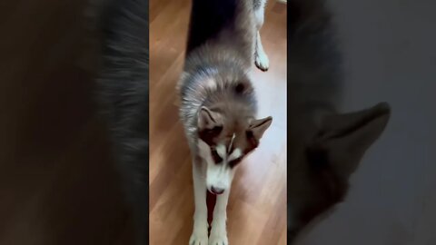 Husky noise remix MrBeast style #husky #puppy #dog #pets #funny #memes #mrbeast