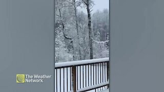 Light spring snow coats trees and deck