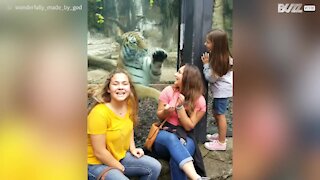 Tigre gioca con dei bambini allo zoo