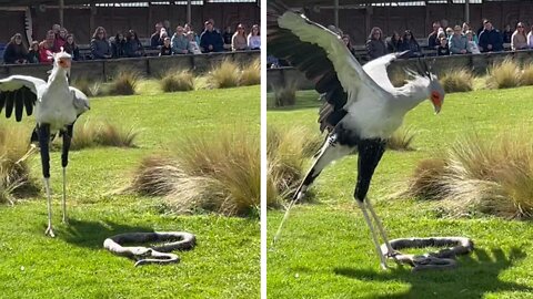 bird secretary | bird kills snake