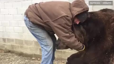 Tratador faz carinho em urso de 635kg