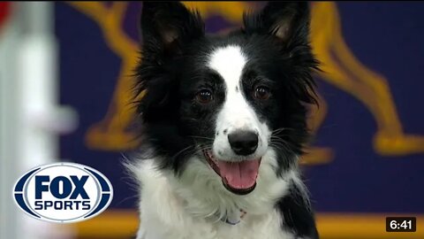 Watch 5 of the best WKC Dog Show moments to celebrate National Puppy Day _ FOX SPORTS