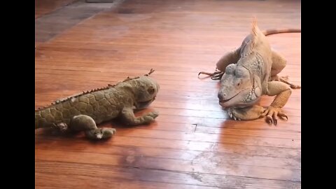 When Iguanas Attack