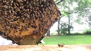 S2E33. Hive #3 June 22 2019