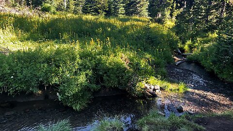 Two Perspectives of Gently Babbling Canyon Creek... | TFJ | Mount Jefferson Wilderness | 4K | Oregon