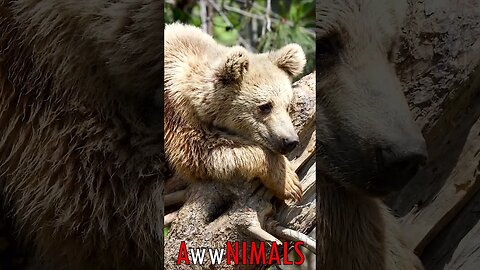 🤗 #AwwNIMALS - Bear's Ponder: Grizzly Contemplating Life in Nature's Embrace 💕