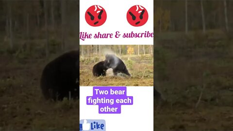 Two Bear 🐻 fighting each other © #shorts #youtubeshorts