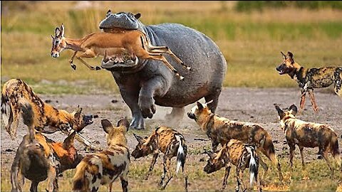 HIPPO TRY'S TO SAVE BABY ANTELOPE FROM WILD DOGS BUT ENDS UP KILLING IT