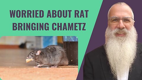 Mishna Pesachim Chapter 1 Mishnah 2. Worried about rat bringing Chametz