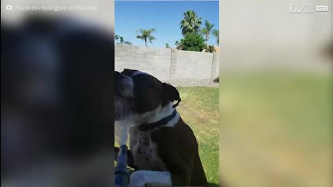 Ce chien s'amuse avec un tuyau d'arrosage