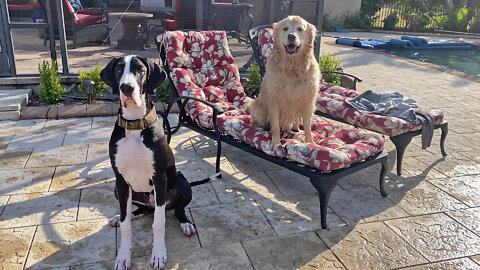 Great Dane, Puppy & Golden Enjoy Pool Side Fun & Arguing About A Rock