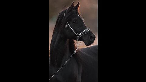 black horse