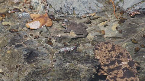 Japanese Giant Salamander