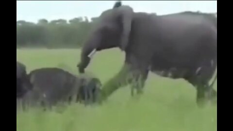 Elephant Teasing Buffalo