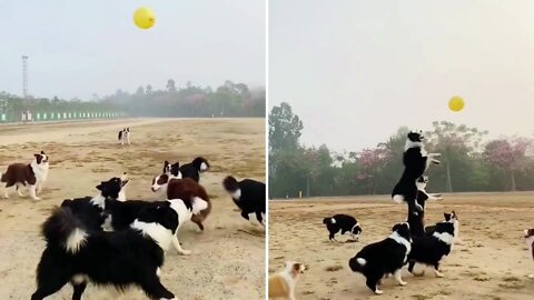 Border collie all excited play with gas balloon