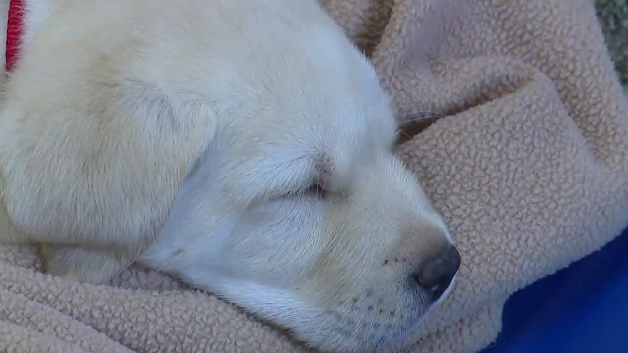 Leader Dogs for the Blind helps turn puppies into guide dogs