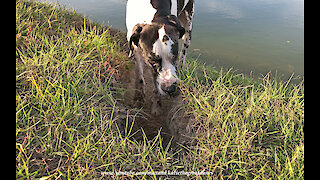 Great Dane Has Great Fun Digging A Trench