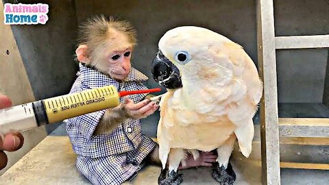 BIBI Obedient Helps Dad Feed Ruby Parrot 🐦🦜