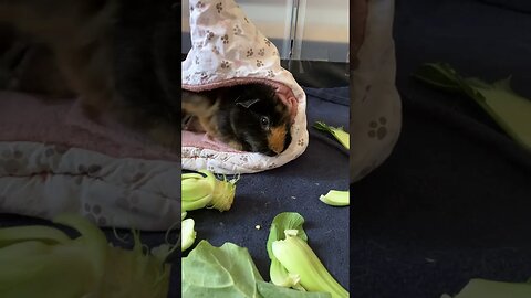 Guinea pigs having a lazy day