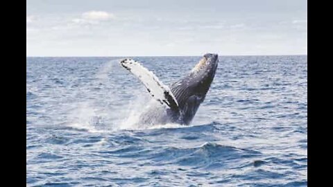 Baleias amigáveis brincam perto de barco de turistas